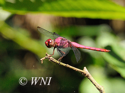 Carmine Skimmer (Orthemis discolor)